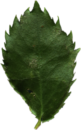 – Don’t Panic, Rose!