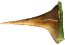 – Don’t Panic, Rose!