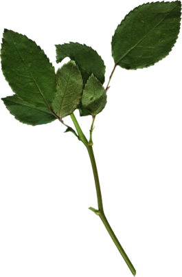 – Don’t Panic, Rose!