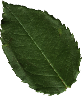 – Don’t Panic, Rose!